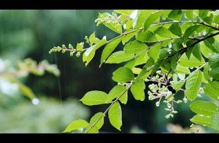 4K Relaxing Nature Sounds - Short Video Clips of Nature